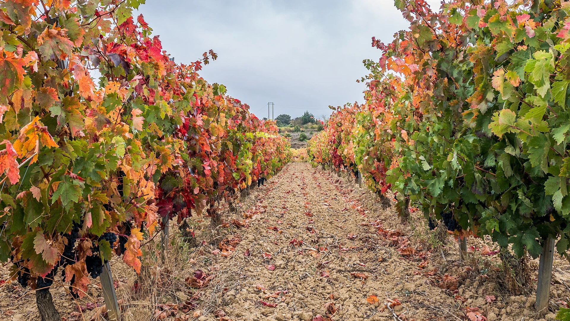 Rioja Alavesa: viñedos y Laguardia