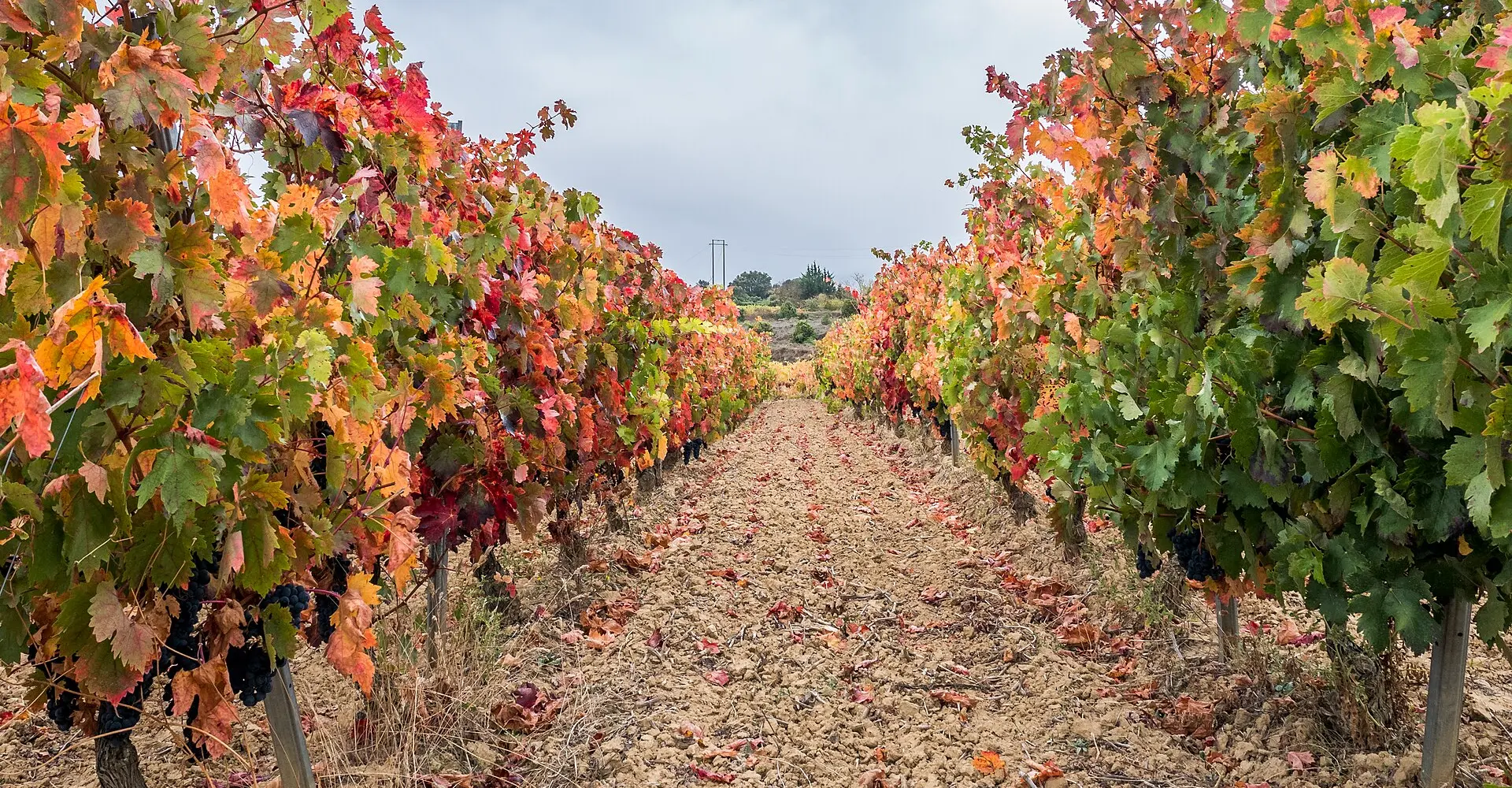 Rioja Alavesa : vignobles et Laguardia