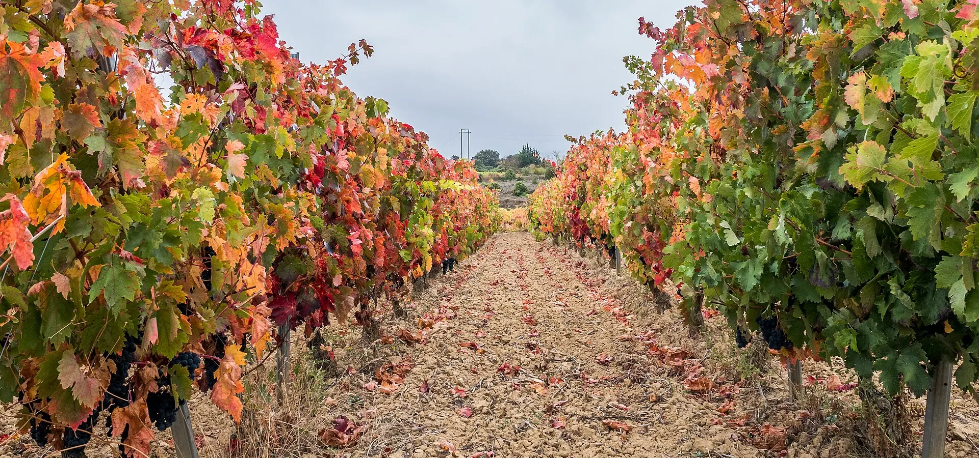 Rioja Alavesa: viñedos y Laguardia