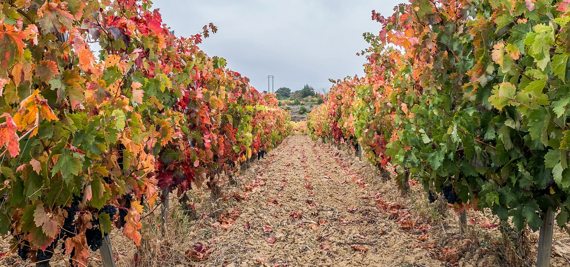 Rioja Alavesa: vineyards and Laguardia