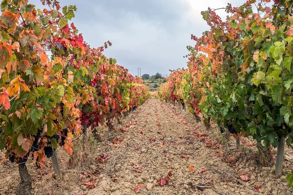 Rioja Alavesa: viñedos y Laguardia