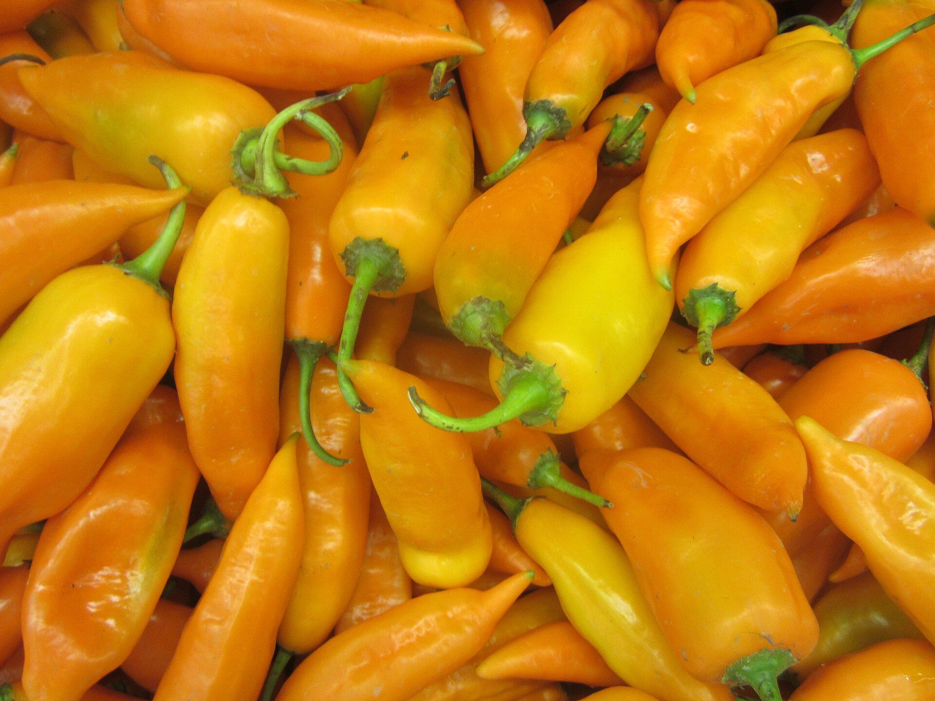 Aji Amarillo pepper