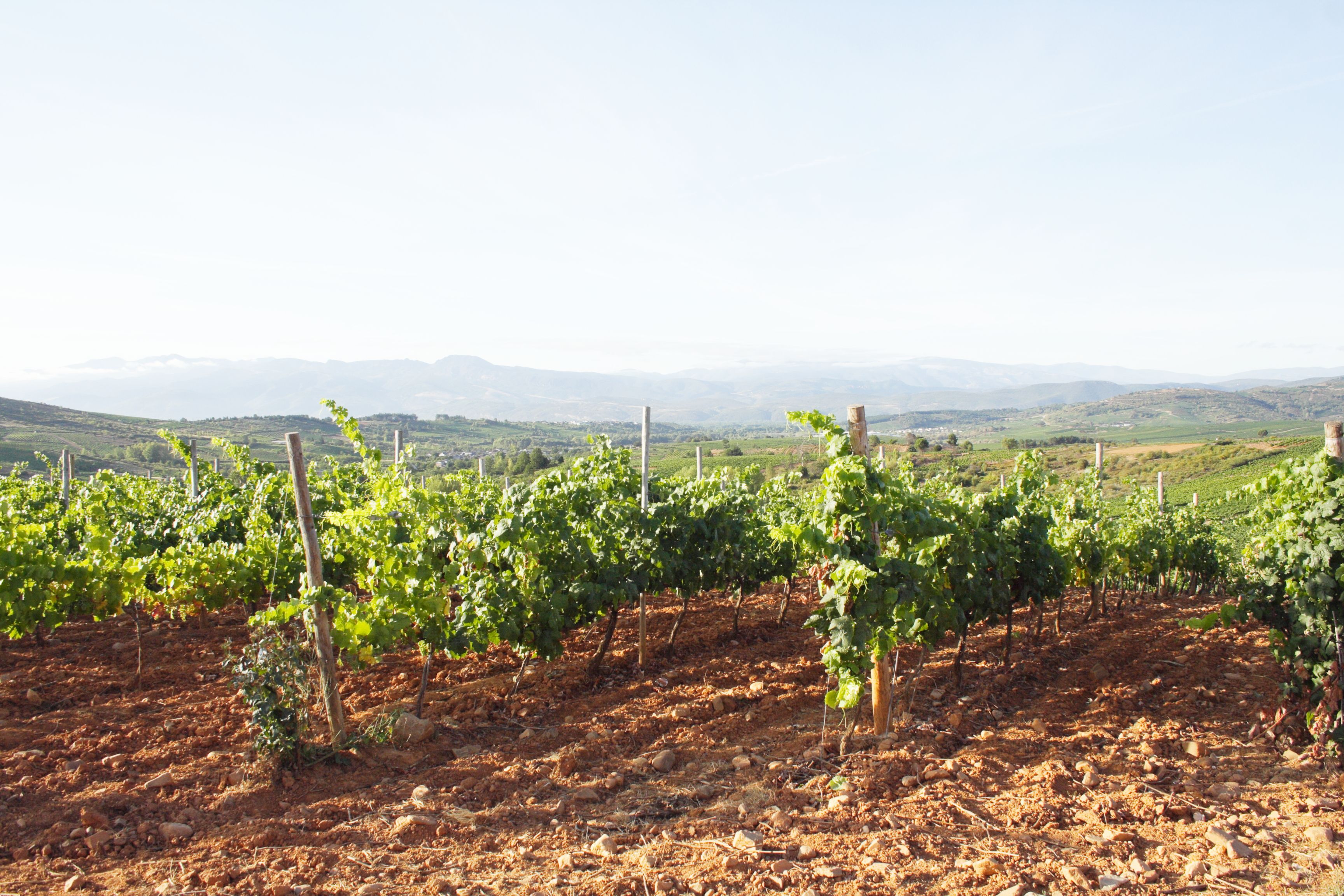 Bierzo