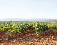 Bierzo