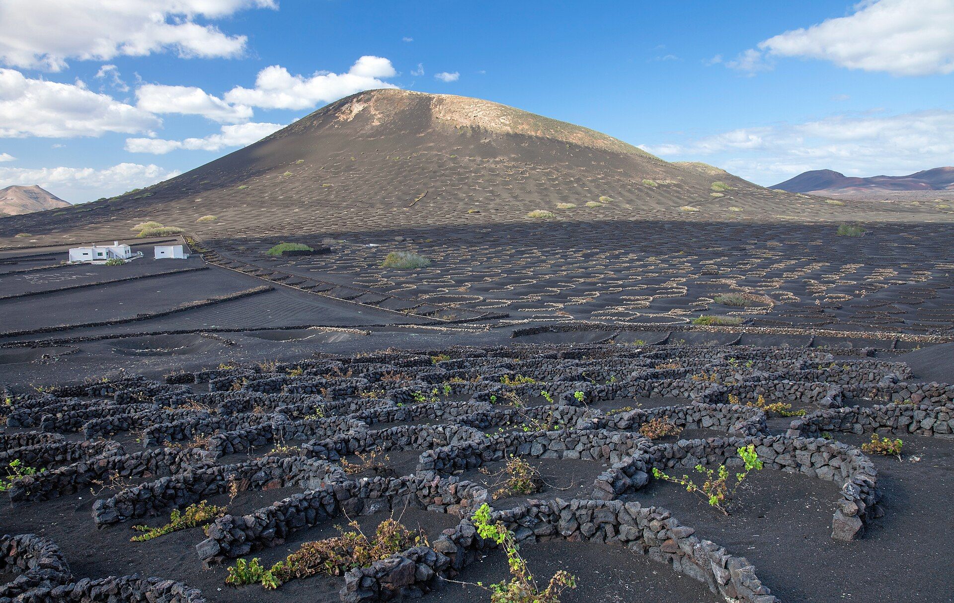 Vines in pits of volcanic ash at La Geria, Lanzarote