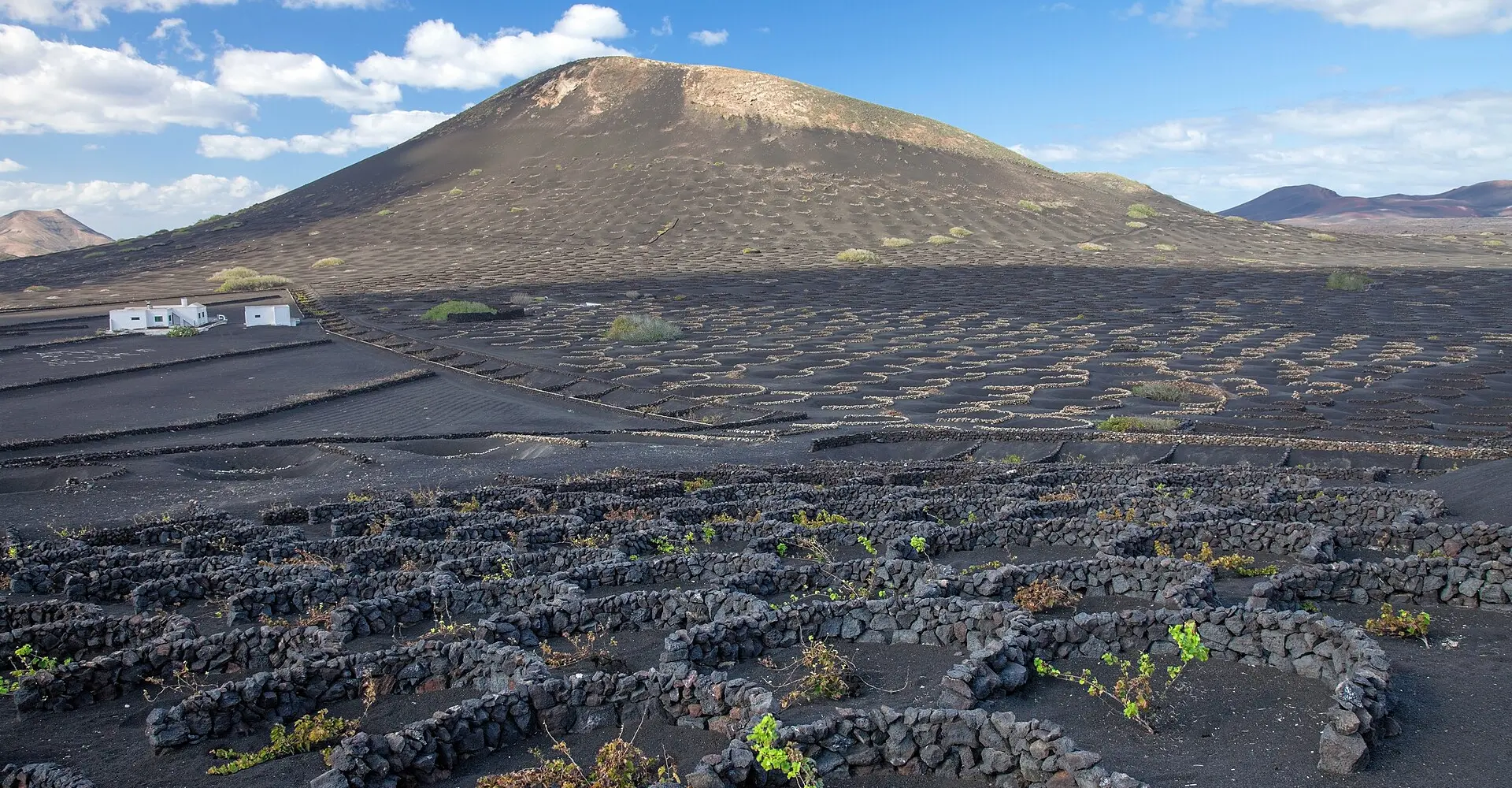 Vignes dans des trous de cendre volcanique à La Geria, Lanzarote