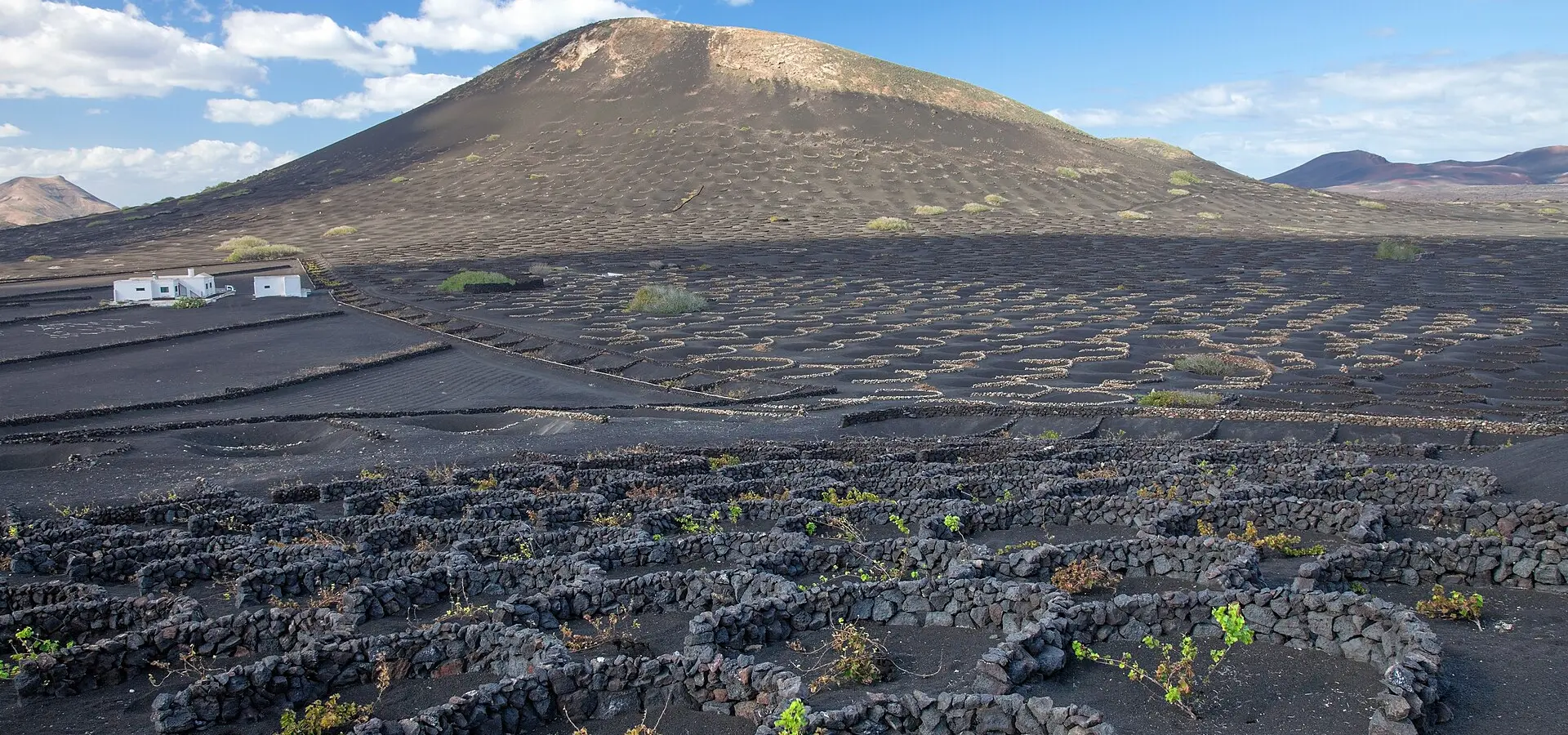 Vines in pits of volcanic ash at La Geria, Lanzarote