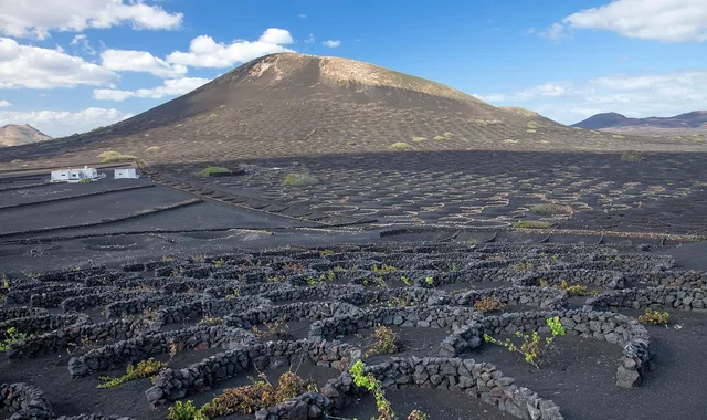 Vignes dans des trous de cendre volcanique à La Geria, Lanzarote