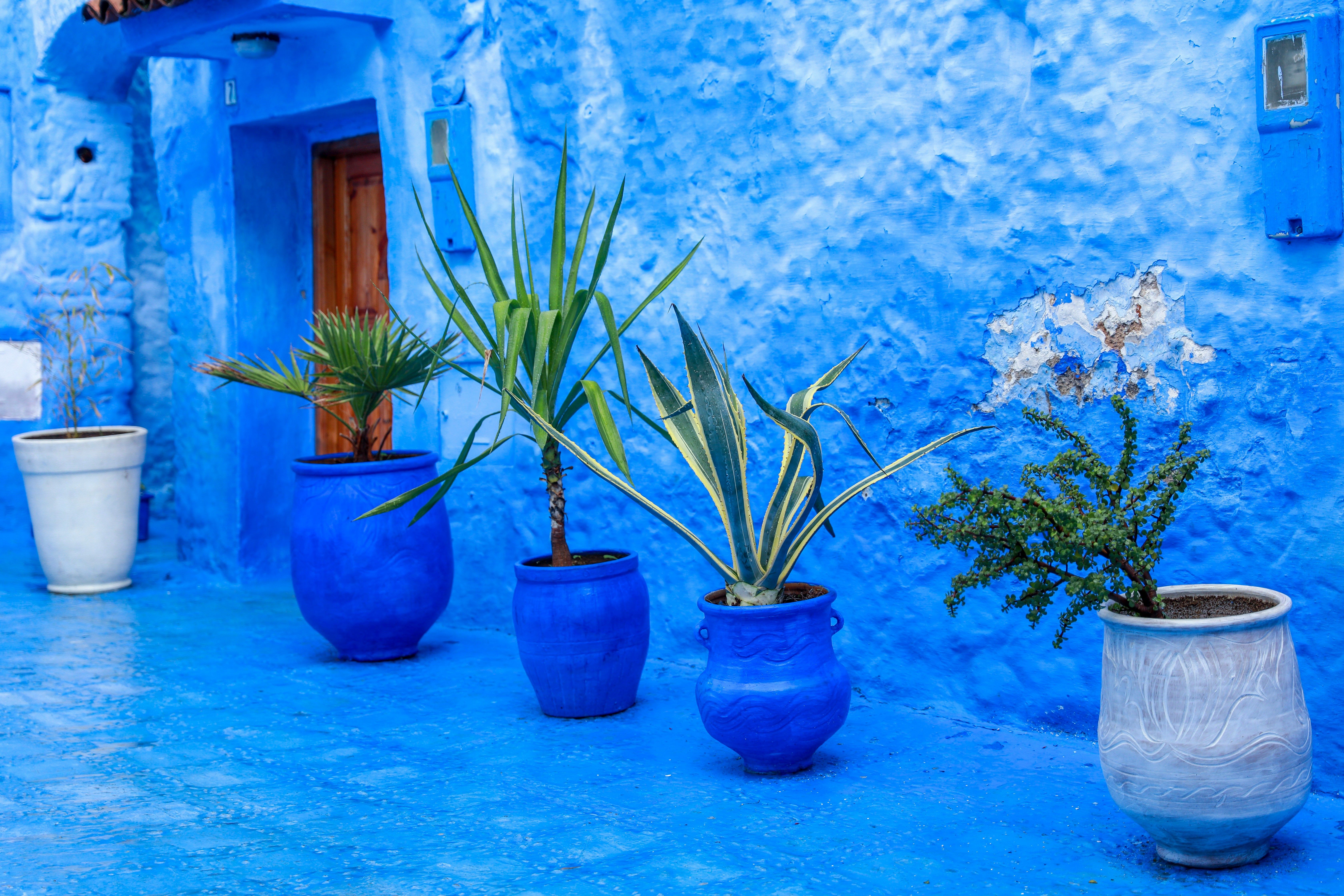 Paredes y suelo de un intenso color azul con varias macetas de plantas verdes y una puerta de madera.