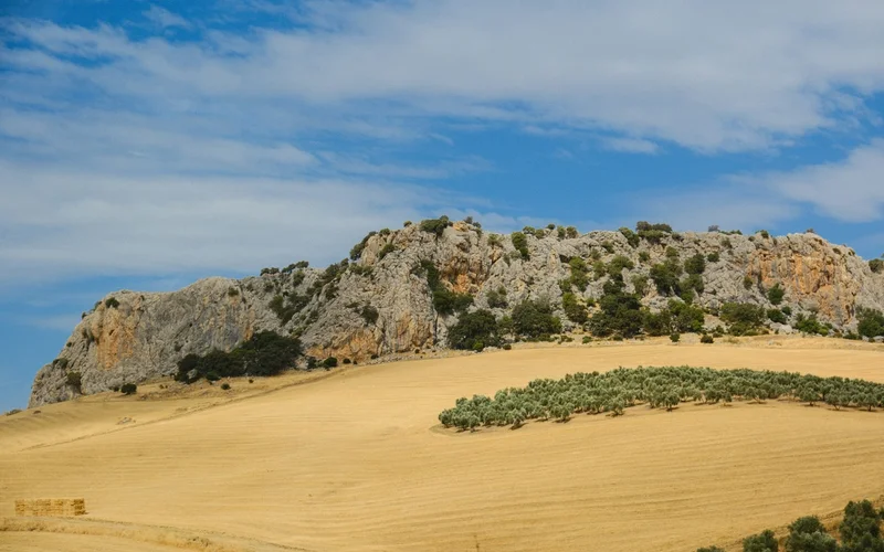 Paisaje rural con colina rocosa, campo de cereal dorado y olivos bajo cielo azul.
