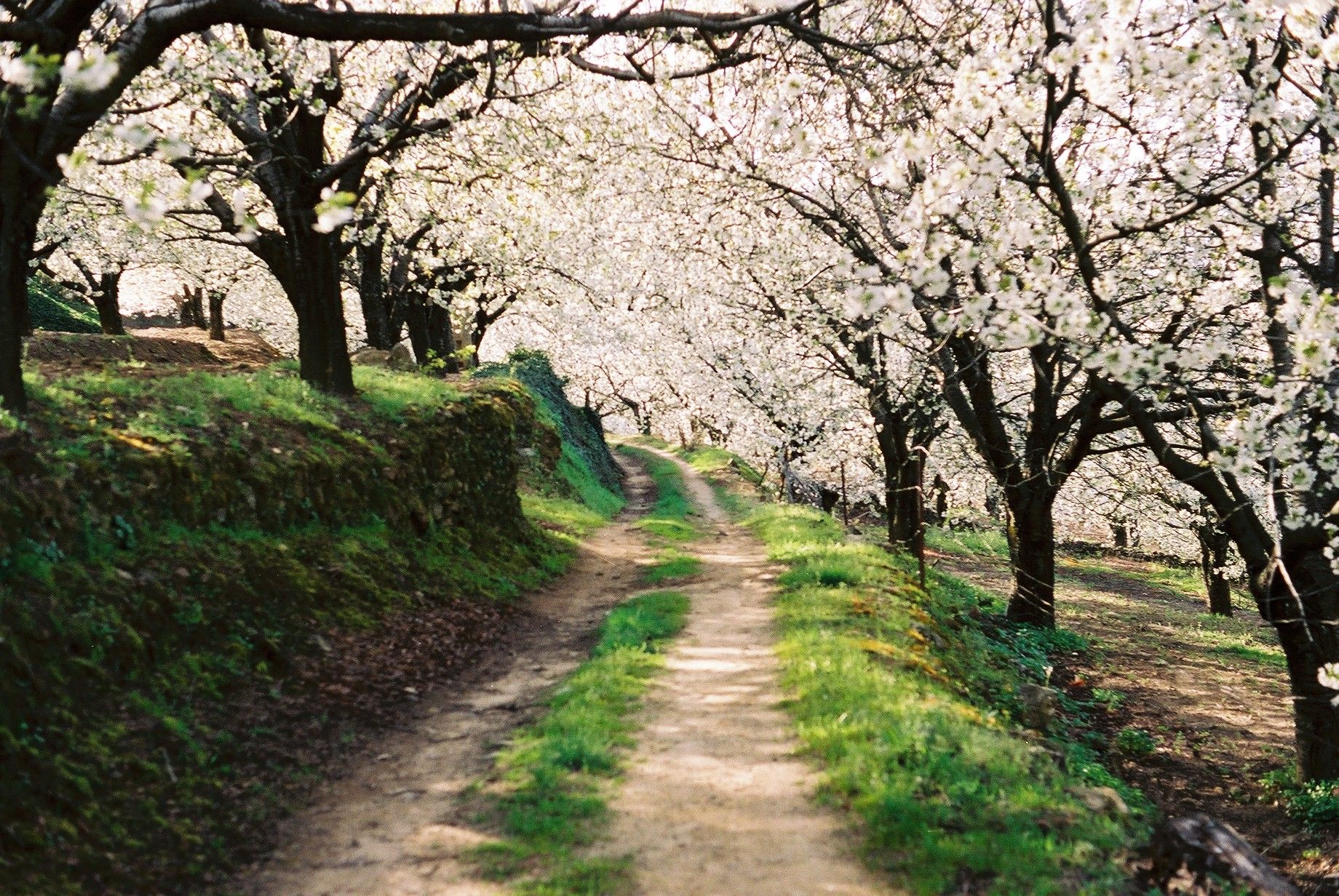 Valle del Jerte y La Vera: cerezos en flor y Monasterio de Yuste