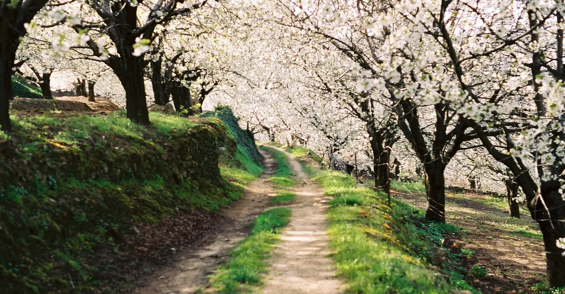 Vallée du Jerte et La Vera : cerisiers en fleurs et Monastère de Yuste