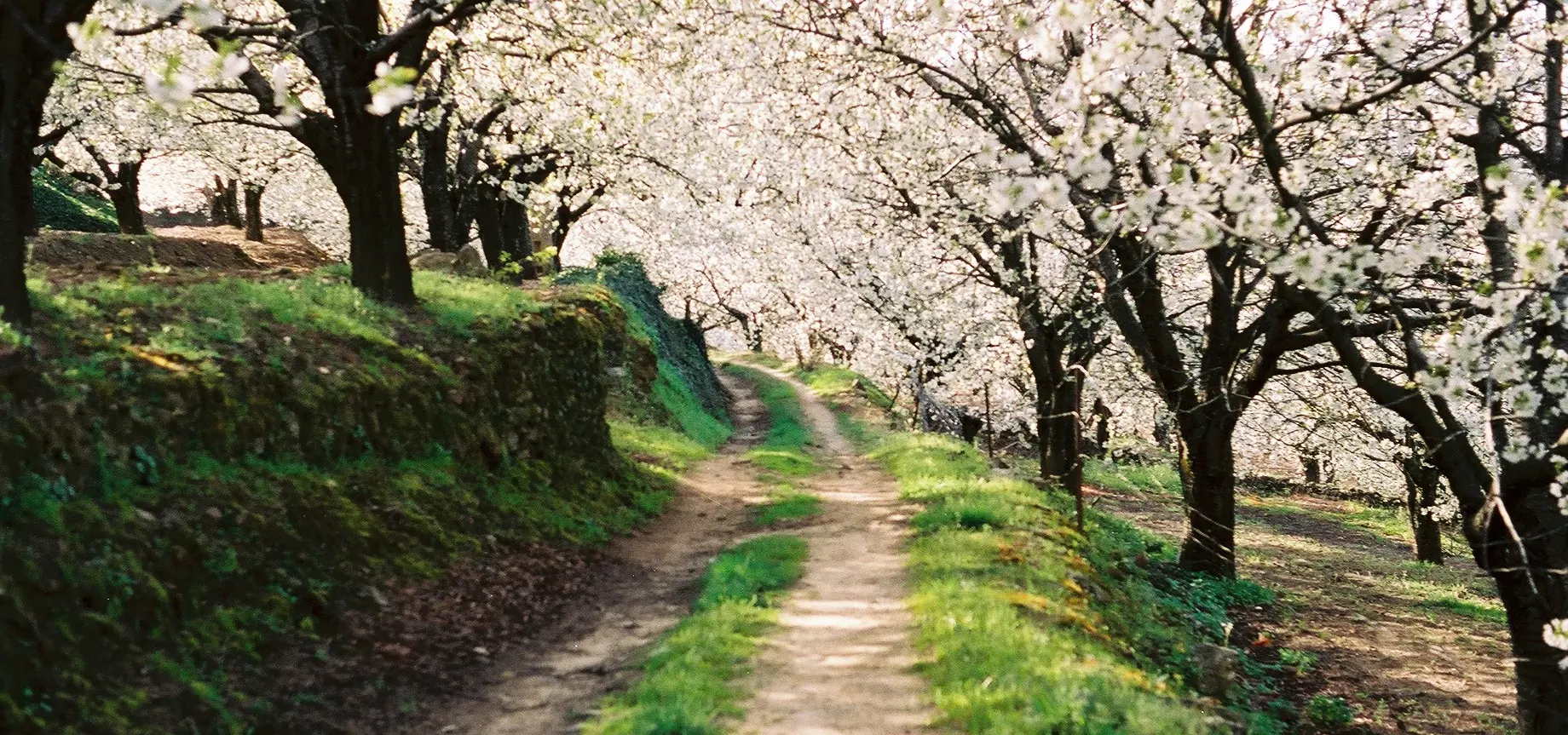 Valle del Jerte y La Vera: cerezos en flor y Monasterio de Yuste