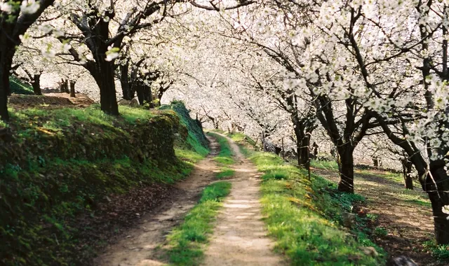 Vallée du Jerte et La Vera : cerisiers en fleurs et Monastère de Yuste