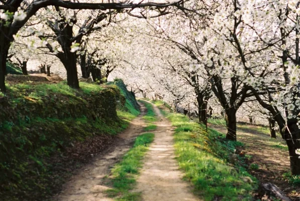Valle del Jerte y La Vera: cerezos en flor y Monasterio de Yuste