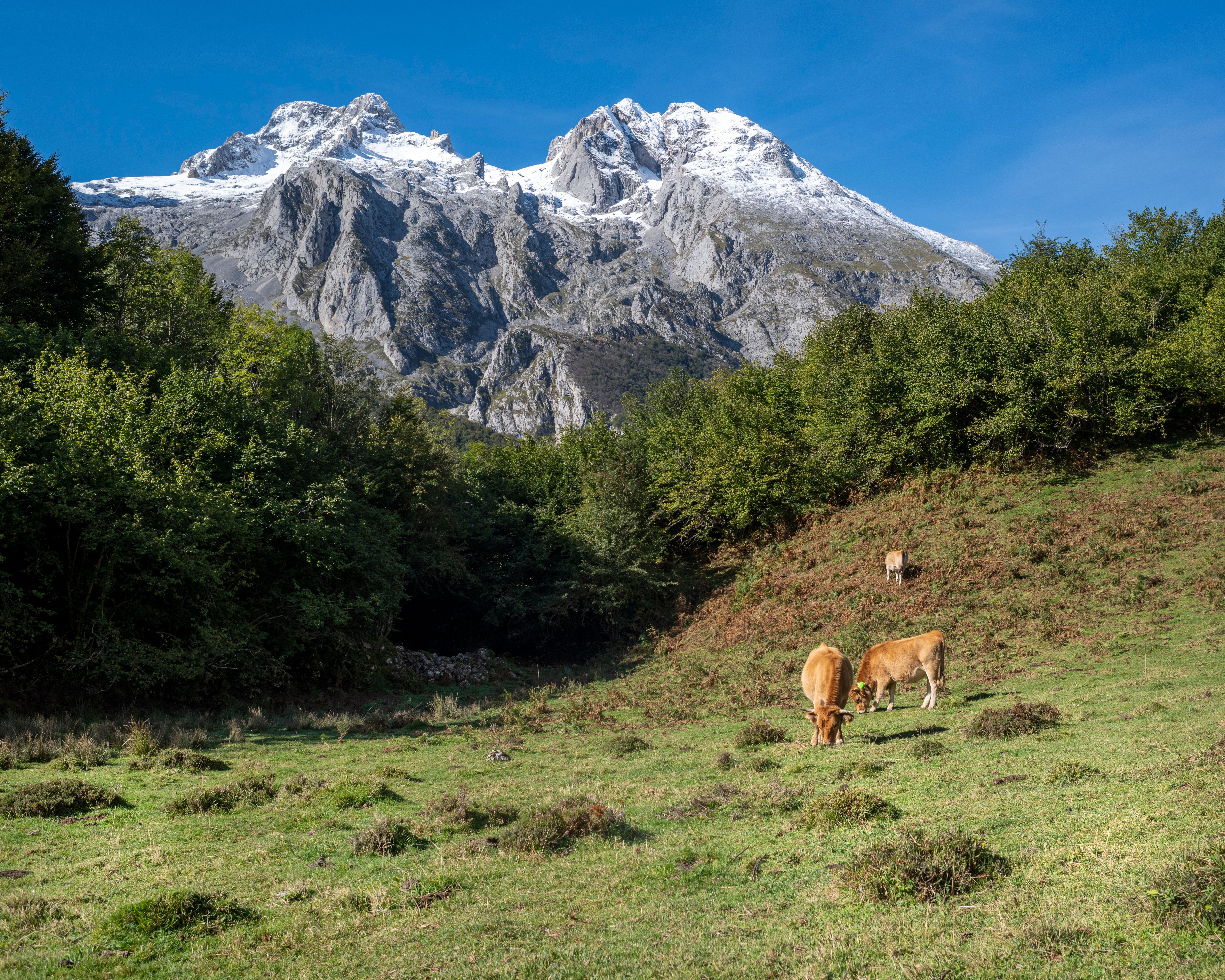 Vacas pastando en un valle verde con montañas nevadas y árboles verdes al fondo.