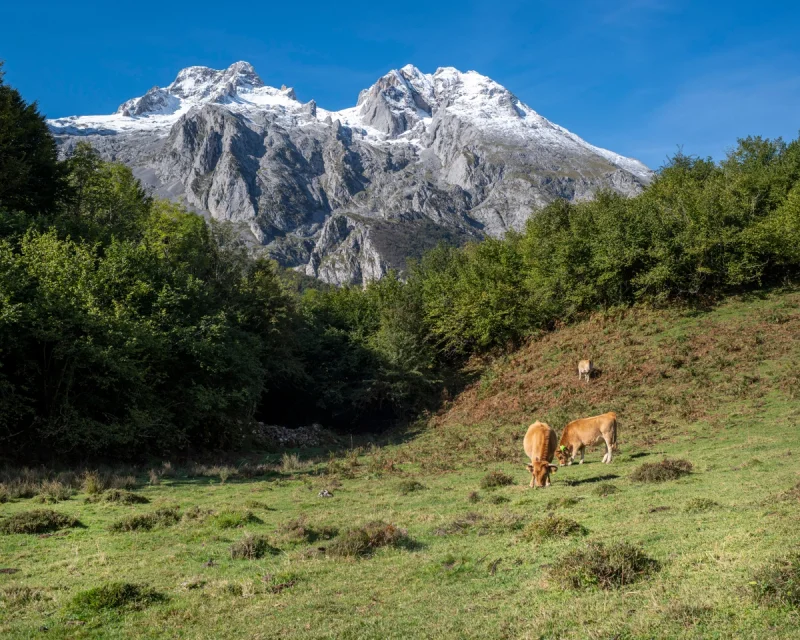Vacas pastando en una ladera verde con montañas nevadas al fondo