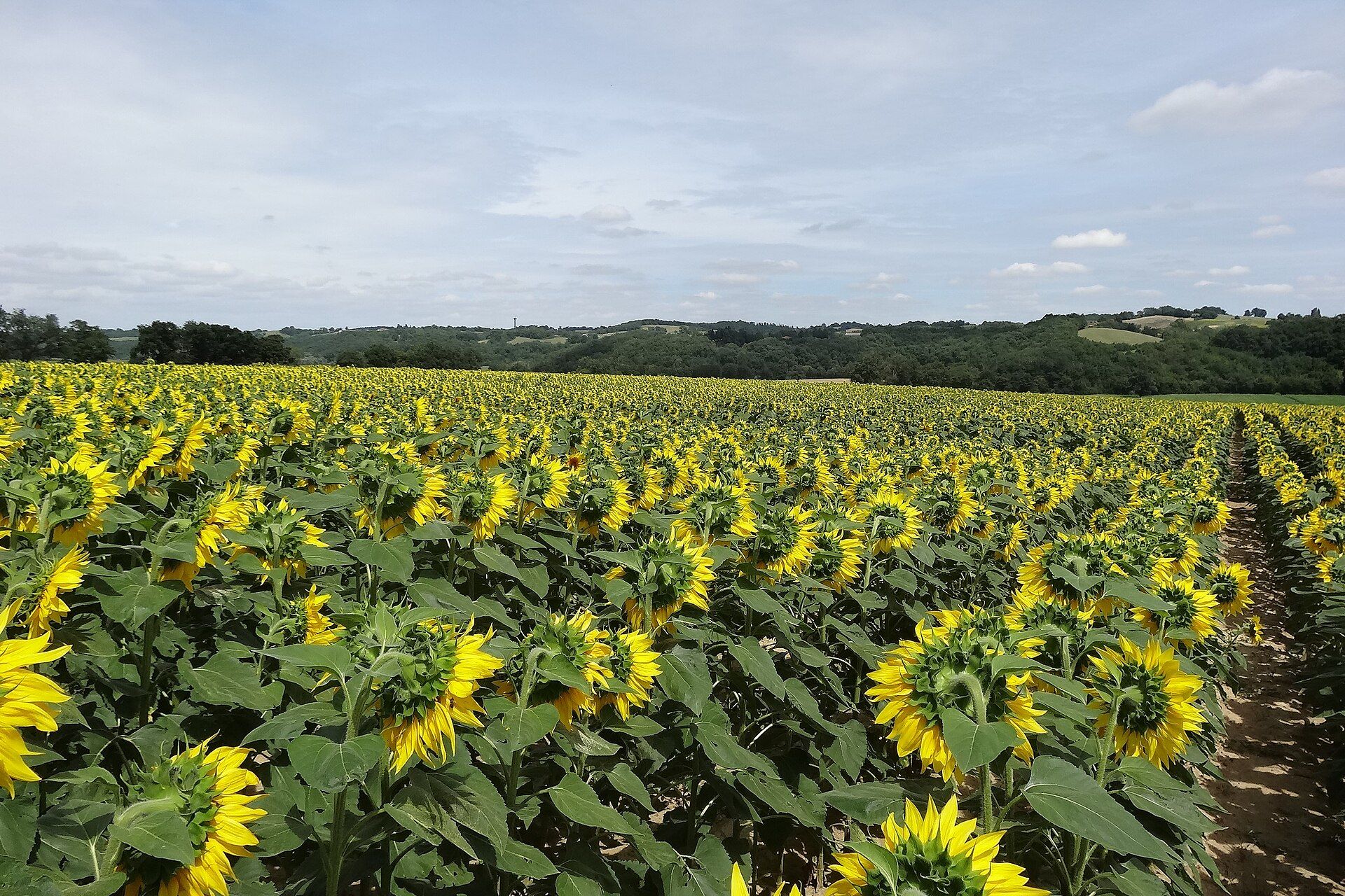 gers-bastidas-armagnac-girasoles