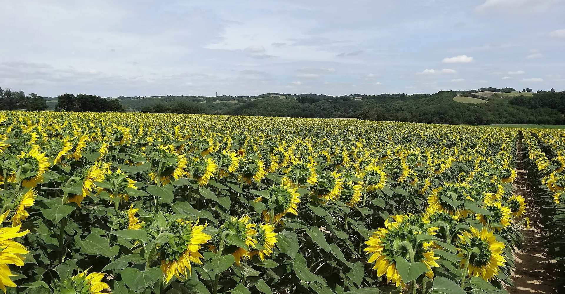 gers-bastides-armagnac-girasoles
