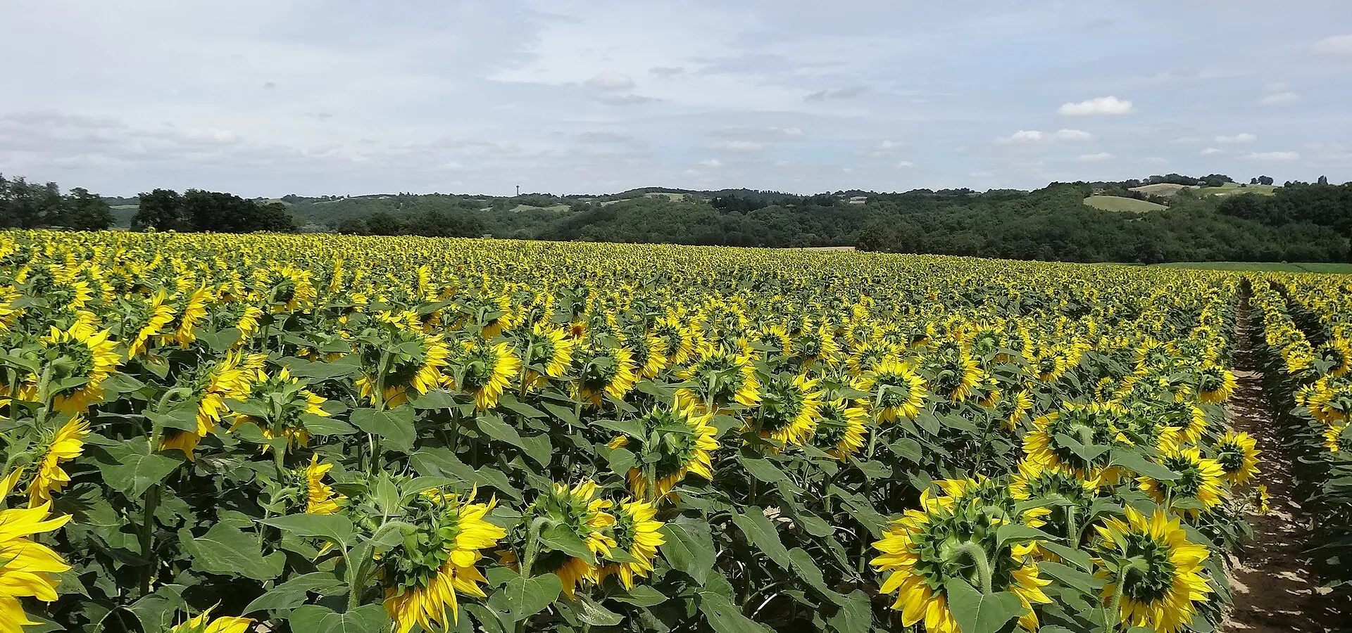 gers-bastidas-armagnac-girasoles