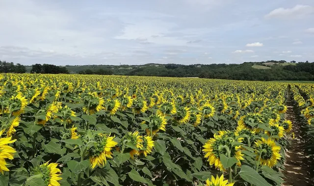 gers-bastides-armagnac-girasoles