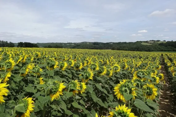 gers-bastides-armagnac-girasoles