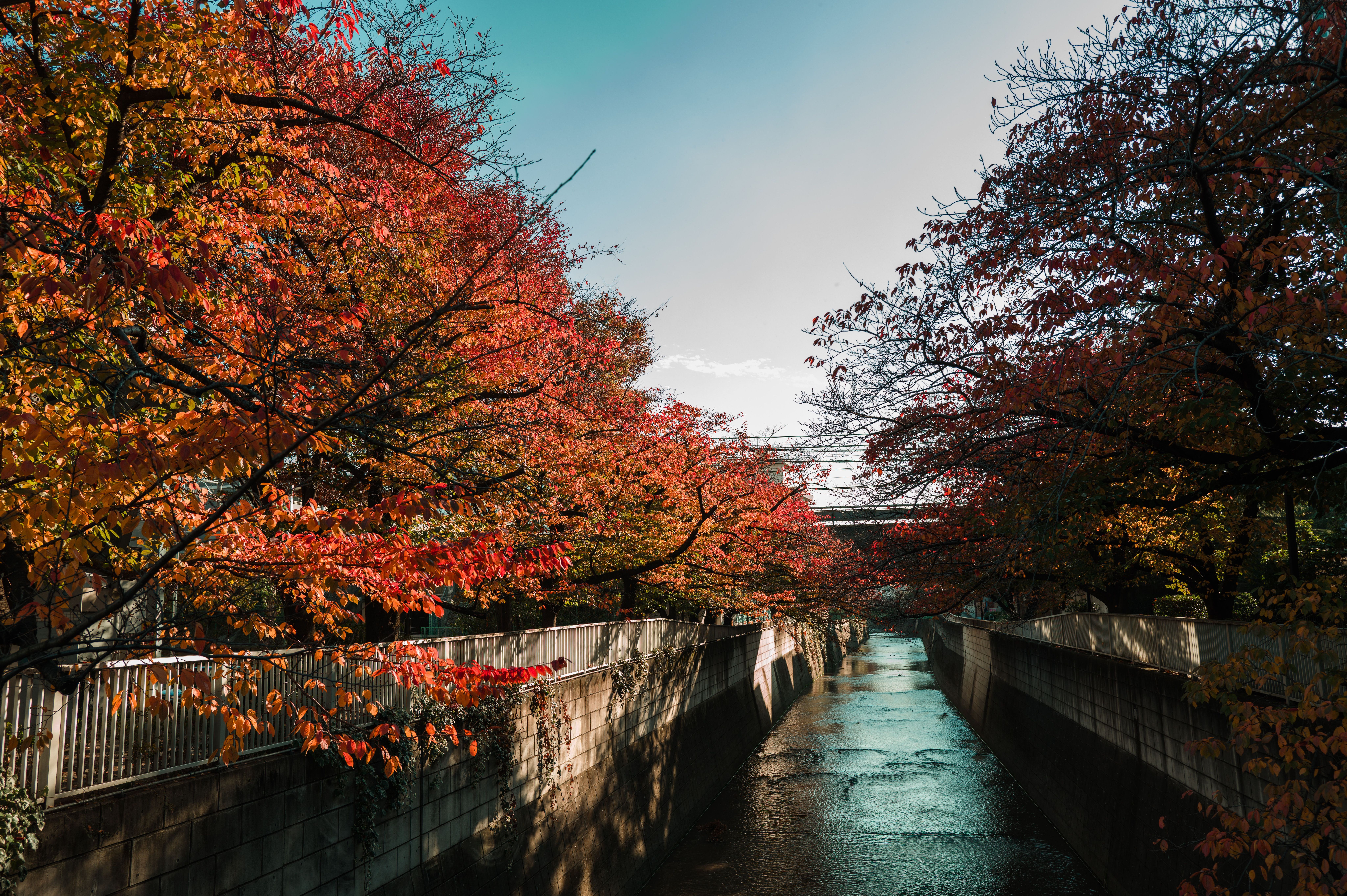 Río fluyendo entre paredes de hormigón, bordeado por árboles con follaje otoñal rojo y naranja.