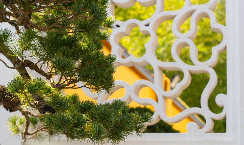 Primer plano de un bonsái de pino con follaje verde, junto a una celosía blanca ornamentada.