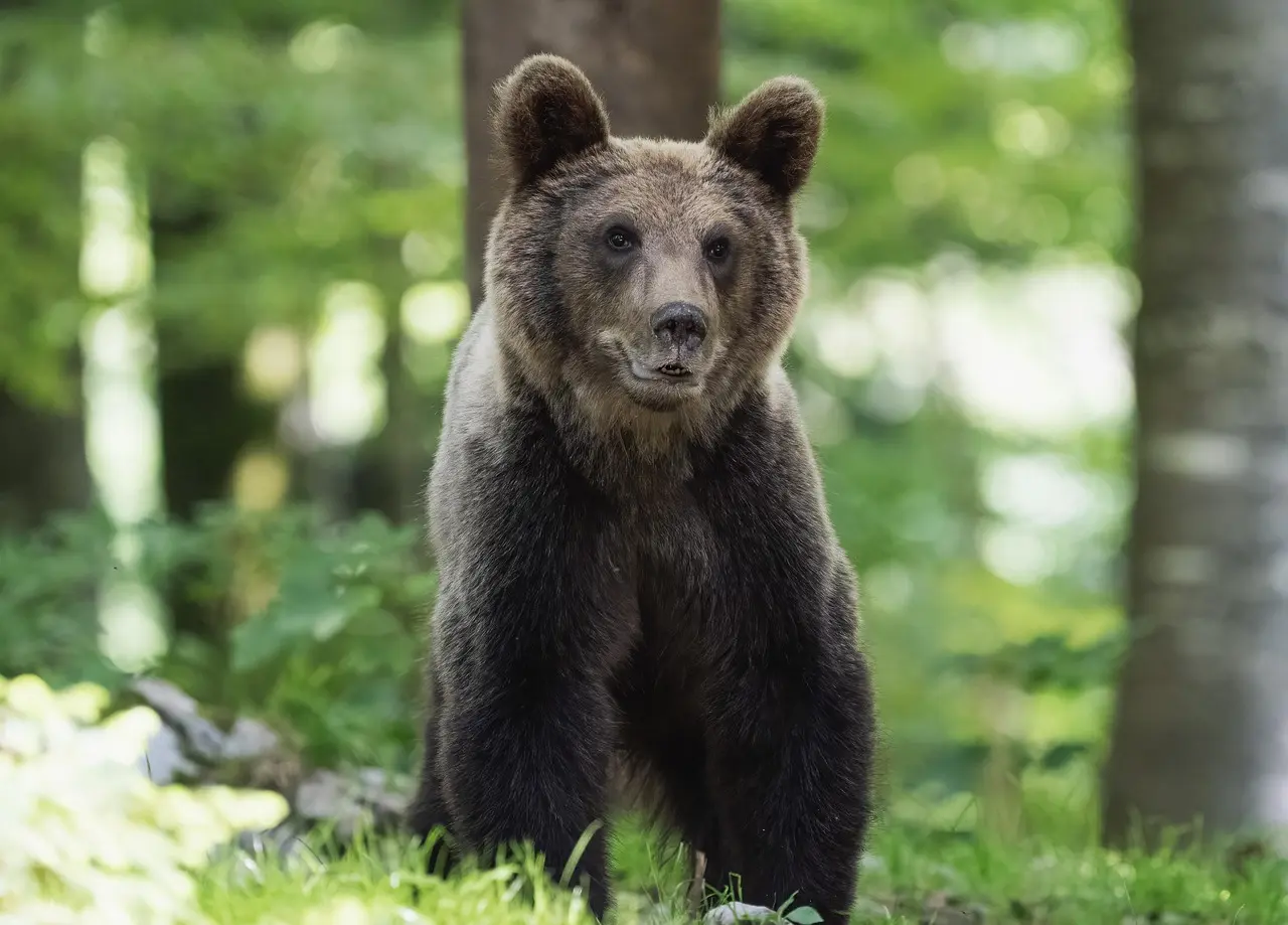 Somiedo en dos días: brañas, teitos y el oso que sigue ahí