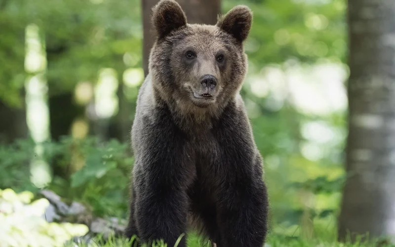 Oso pardo de pie en un bosque con follaje verde y troncos de árboles al fondo.