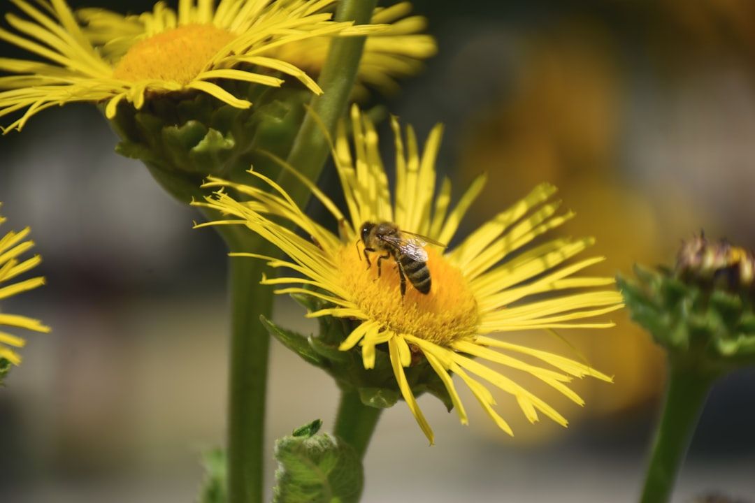 Abeja posándose en el centro de una flor amarilla con pétalos radiantes, entre varias flores similares en un fondo verde natural