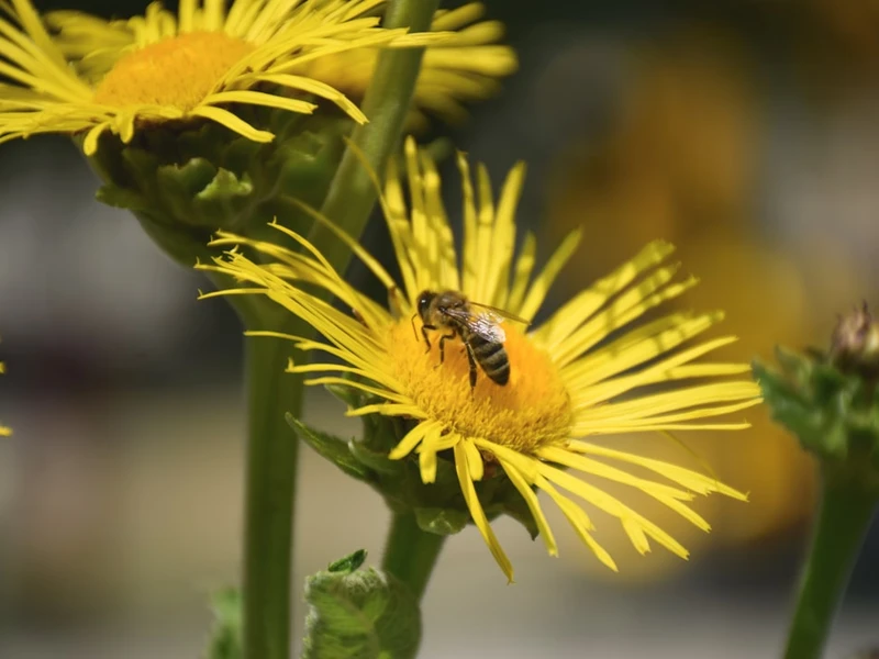 Abeja posándose en el centro de una flor amarilla con pétalos radiantes, entre varias flores similares en un fondo verde natural