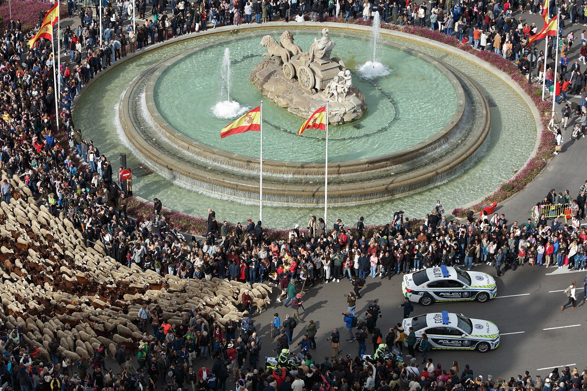 Rebaño de ovejas pasando junto a la fuente de Cibeles ante cientos de personas