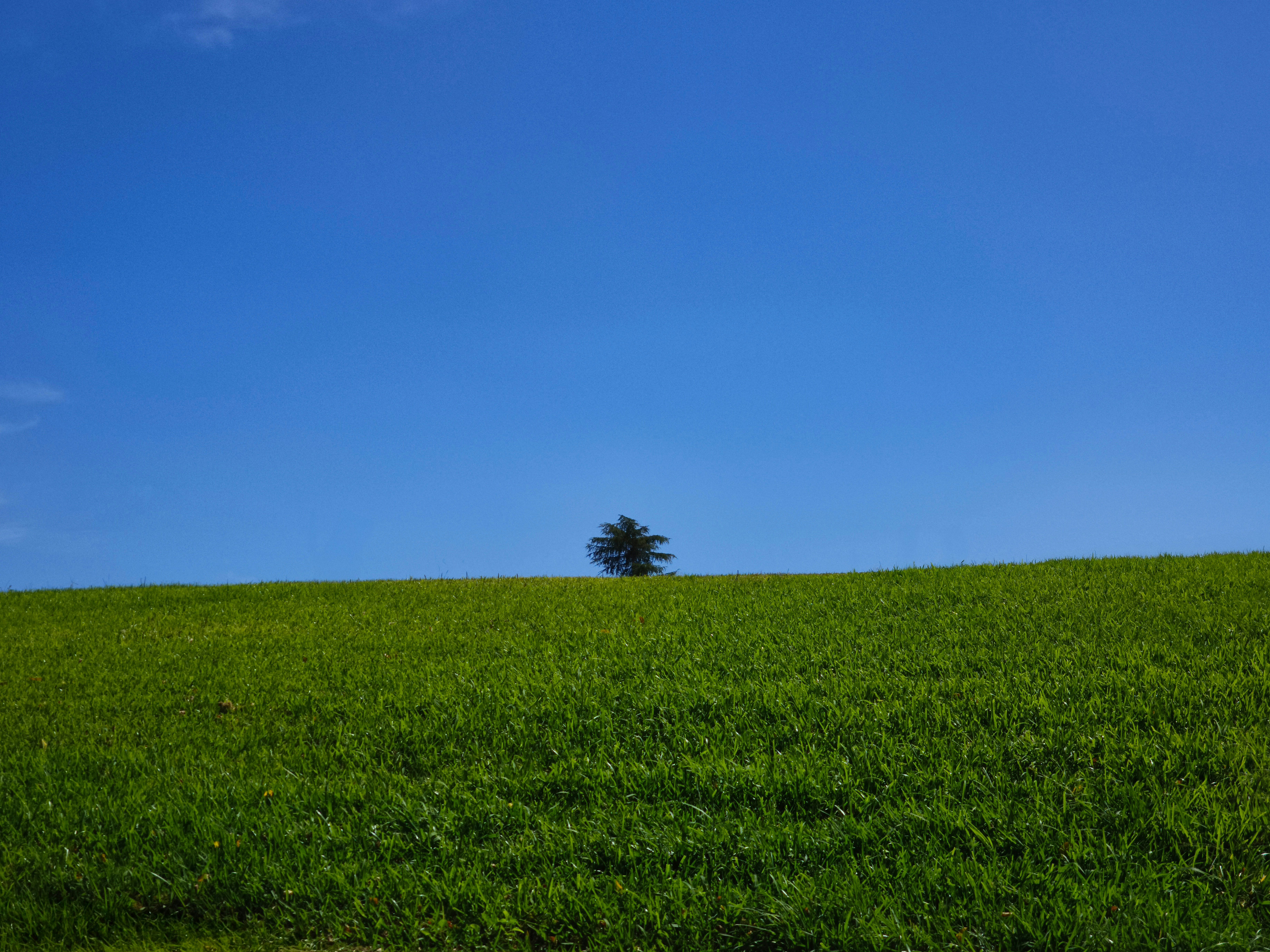 Pimentón de la Vera rojo intenso en un cuenco de madera, con cuchara y guindillas secas.
