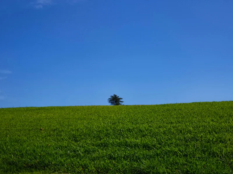 Pimentón de la Vera rojo intenso en un cuenco de madera, con cuchara y guindillas secas.