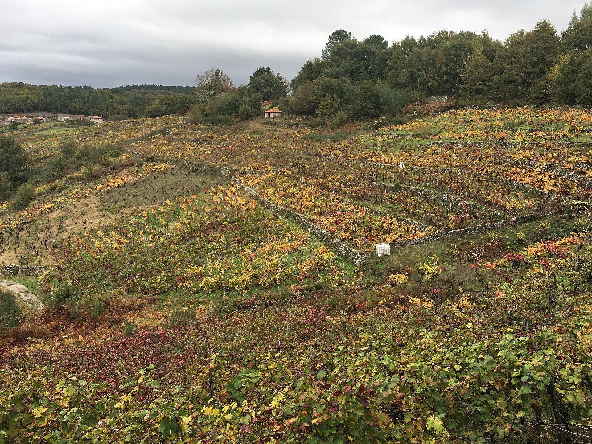 Ribeira Sacra: cañones del Sil