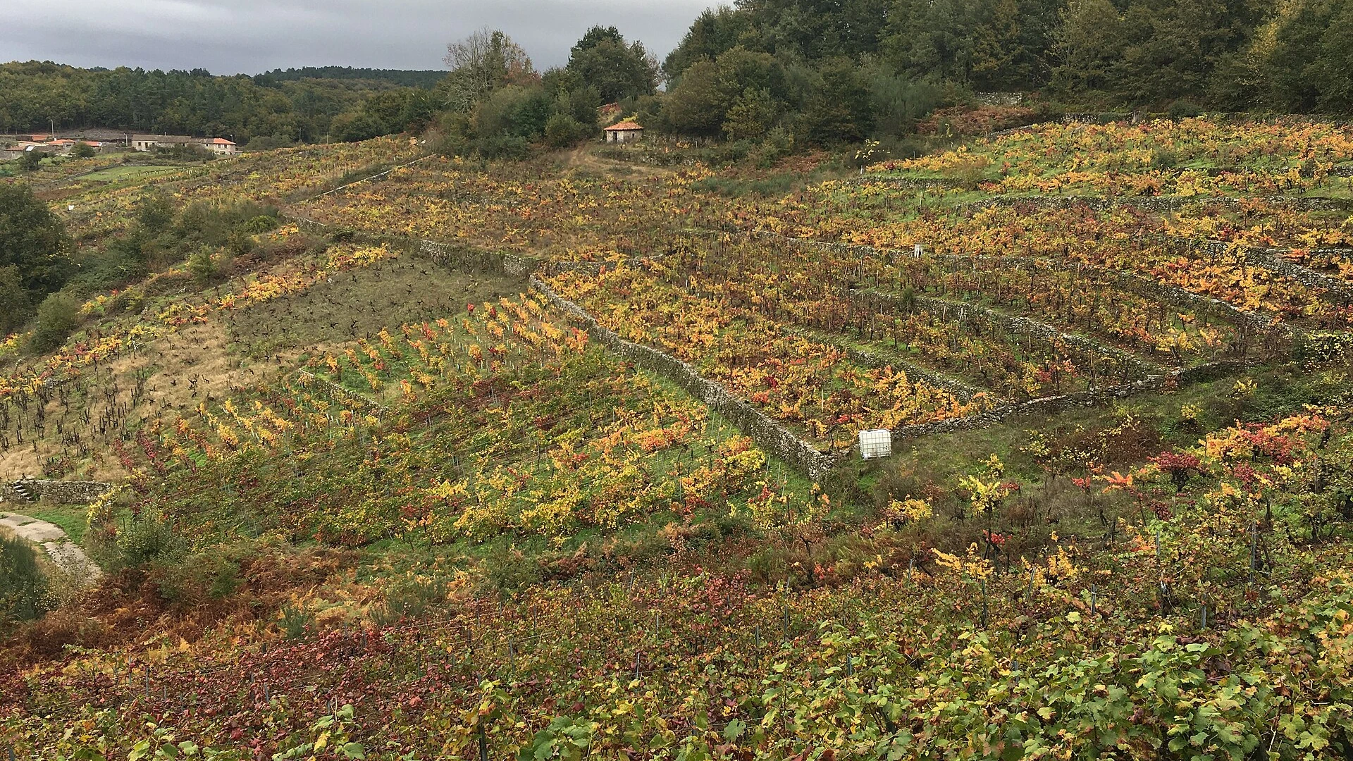 Ribeira Sacra: cañones del Sil