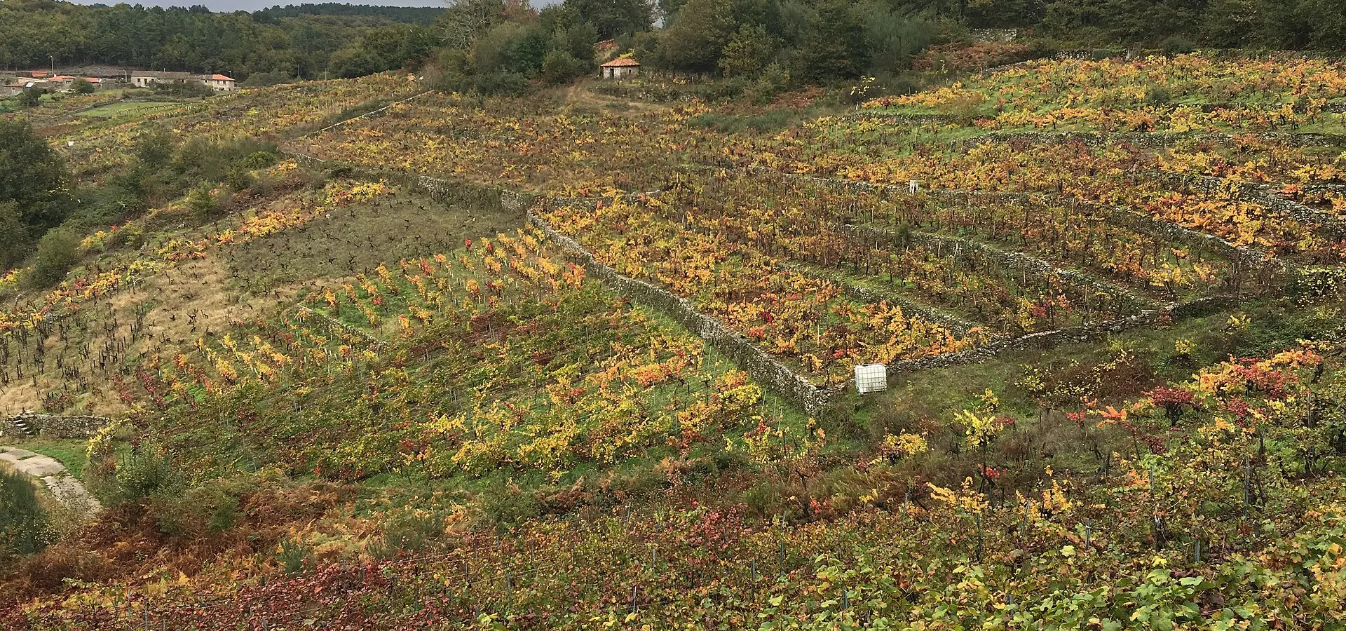 Ribeira Sacra: cañones del Sil