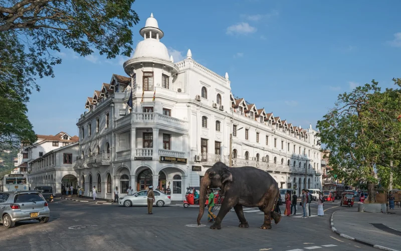 Un elefante gris camina por una calle soleada frente a un edificio colonial blanco con cúpula y balcones, rodeado de árboles, personas y vehículos