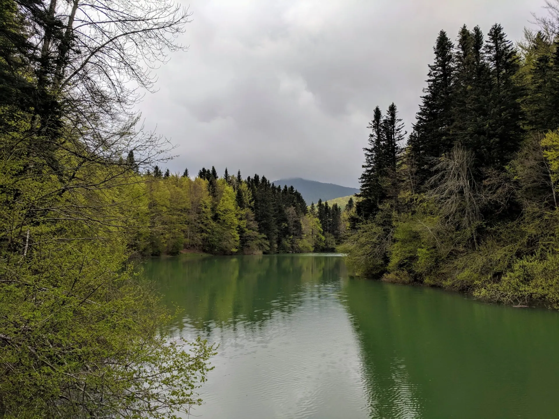 Paisaje de la Selva de Irati con un río de aguas verdes flanqueado por pinos y hayas en primavera bajo un cielo nublado