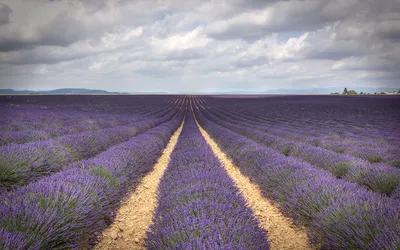 Provenza y Camargue