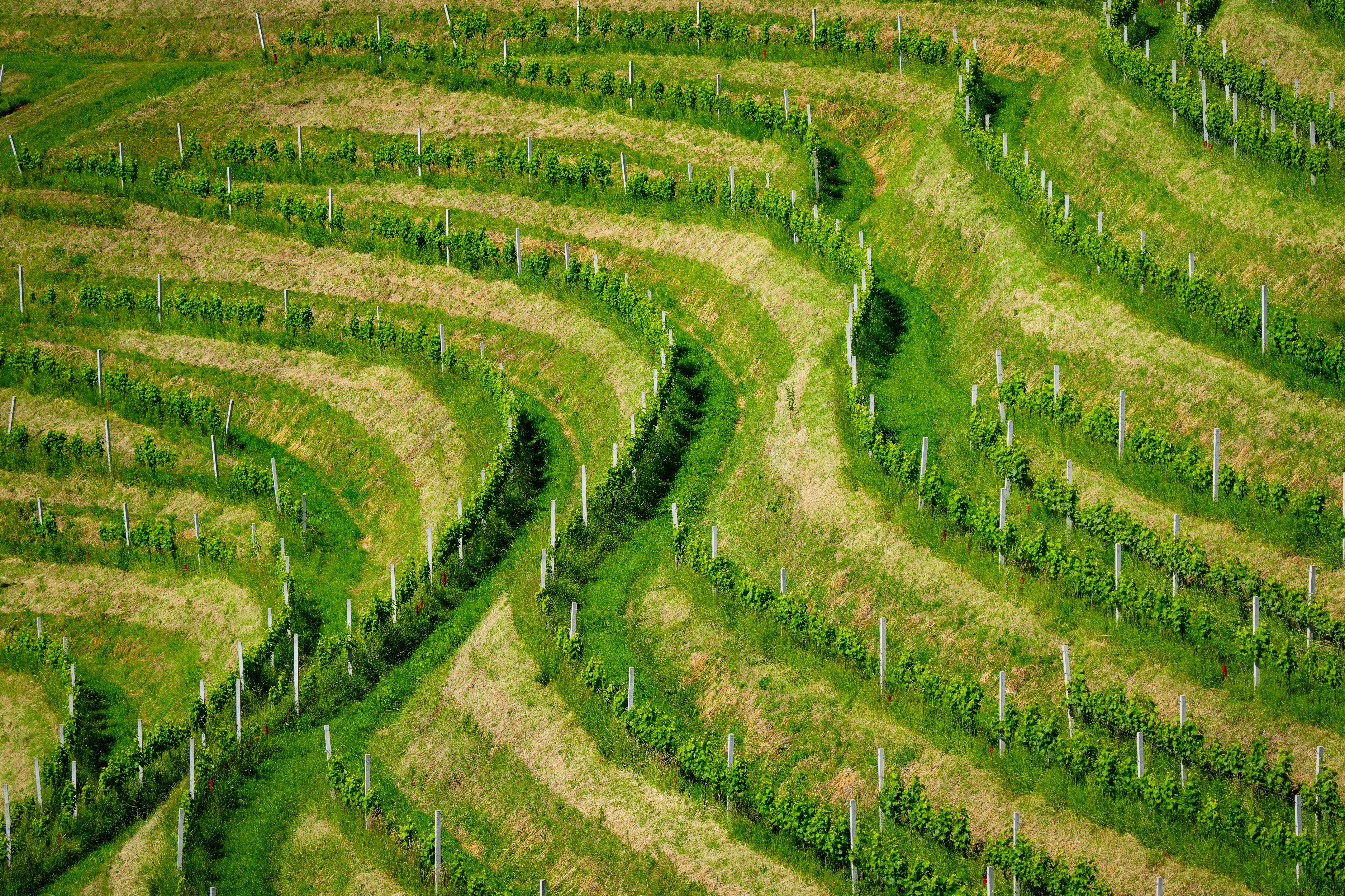 Vista aérea de viñedos en terrazas verdes y marrones, con hileras curvas de vides.