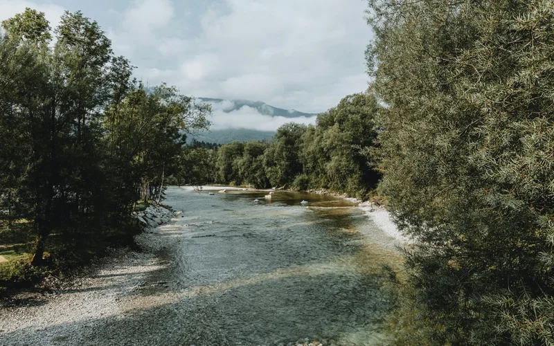 Río de aguas claras y poco profundas fluyendo entre orillas de guijarros y densa vegetación.