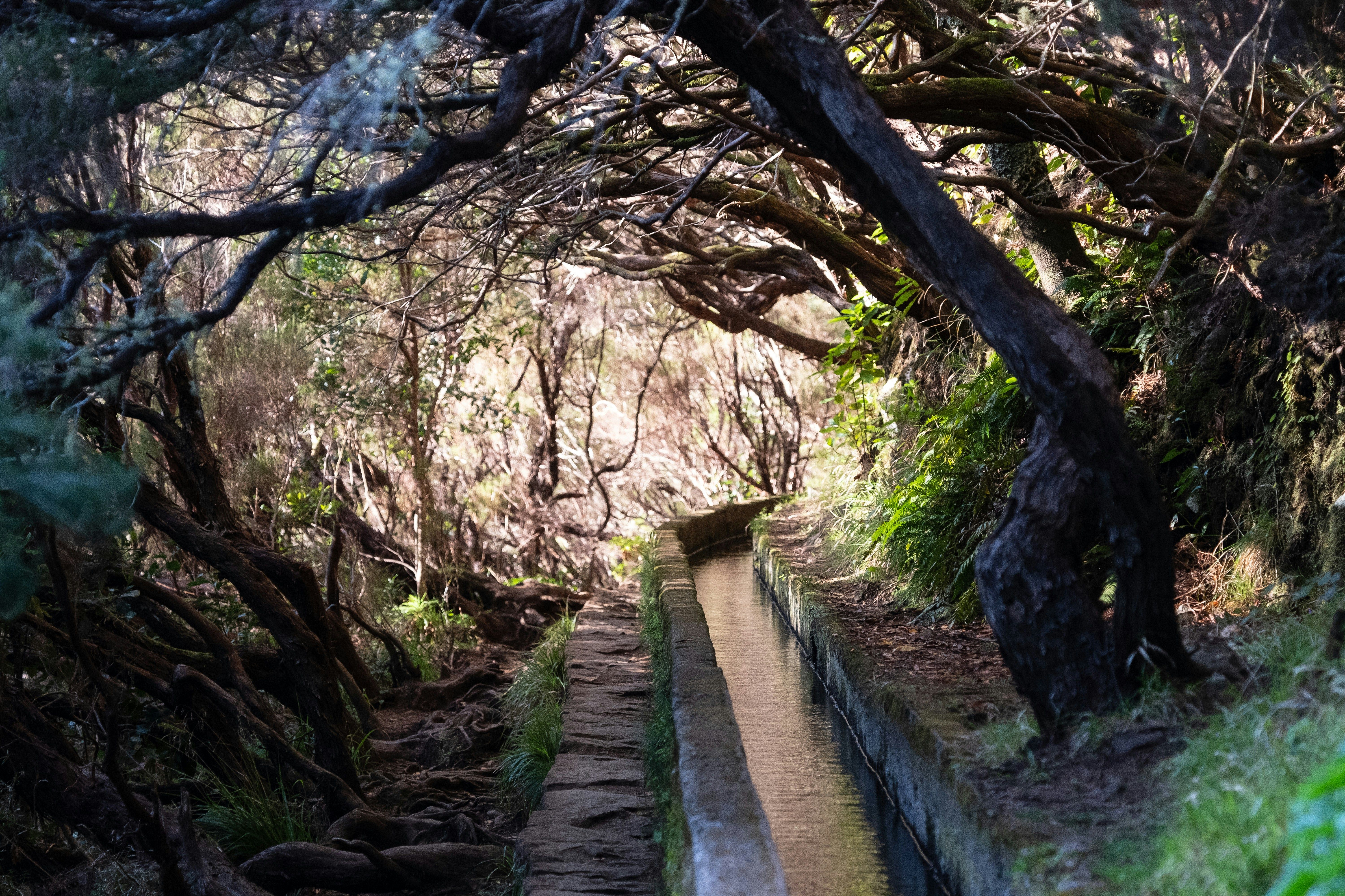 Un sendero de piedra junto a un canal de agua, rodeado de árboles y vegetación densa.