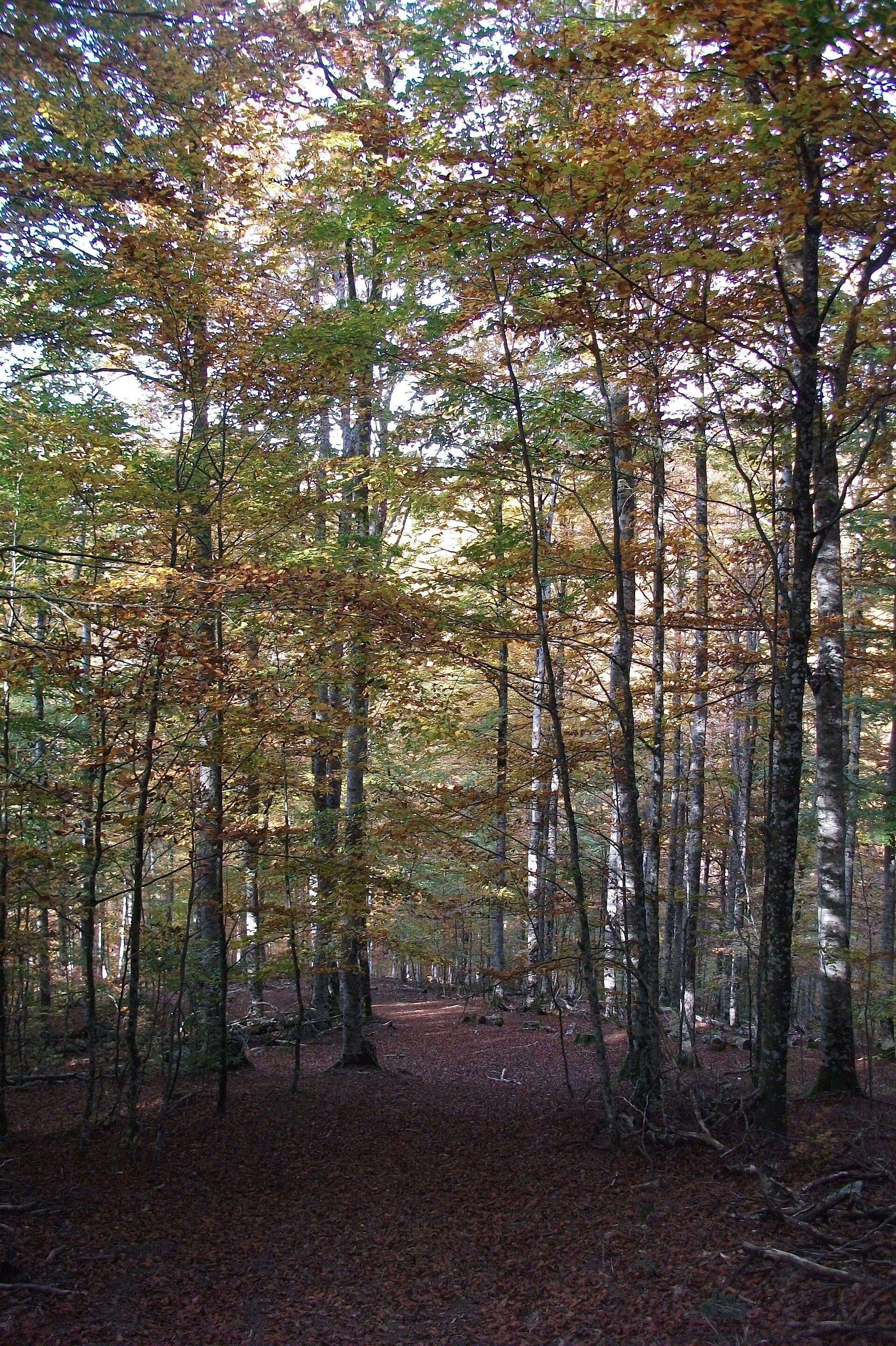 Un sendero de hojas caídas atraviesa un bosque de hayas con follaje otoñal en tonos verdes y ocres.