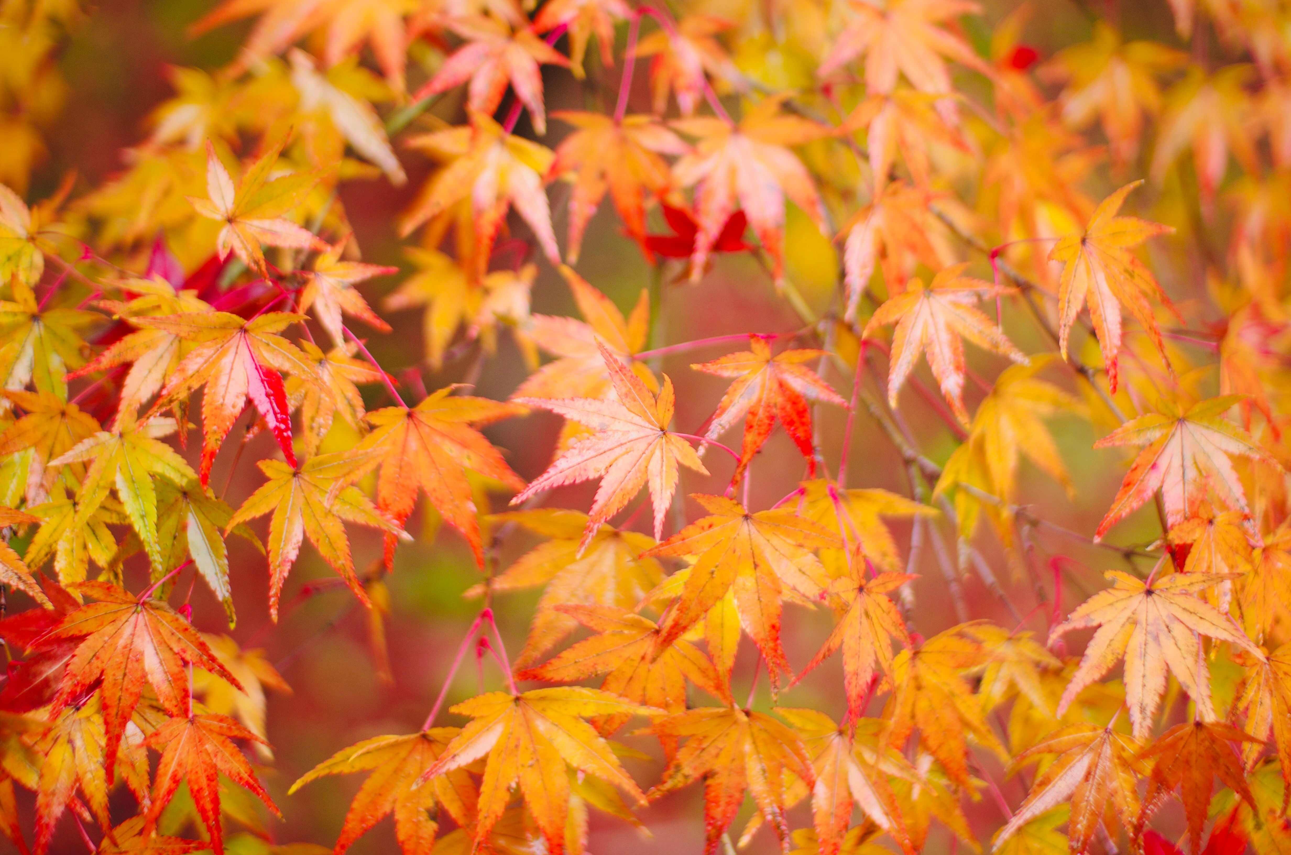 Primer plano de hojas de arce japonesas en tonos naranjas, amarillos y rojos vibrantes.
