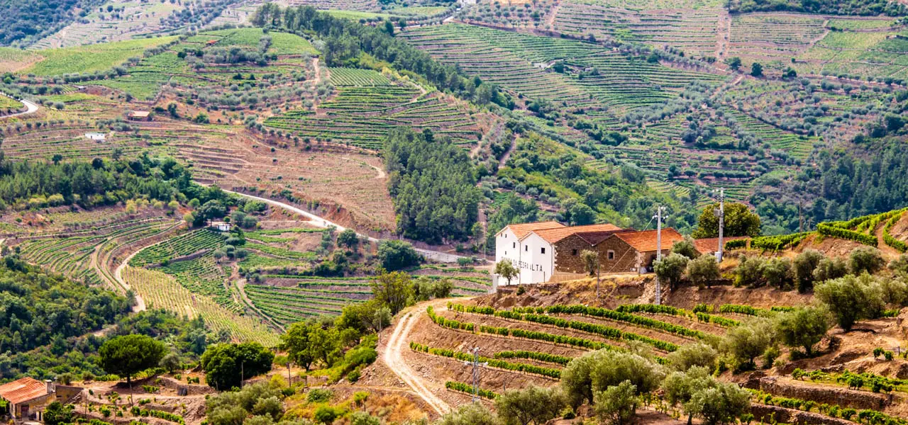 Douro Valley: Port Wine and Terraces