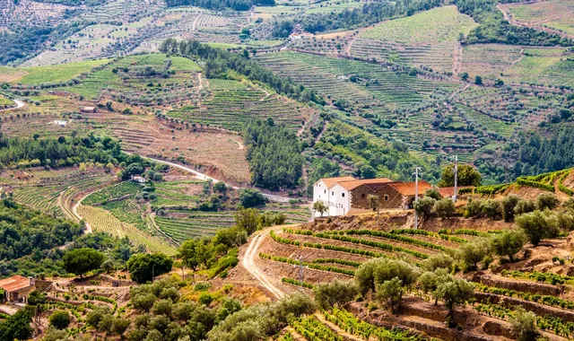 Vallée du Douro : vin de Porto et terrasses