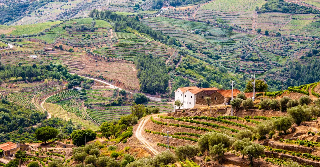 Vallée du Douro : vin de Porto et terrasses