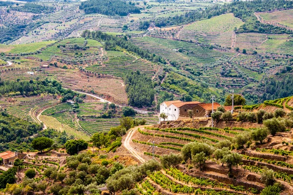 Vallée du Douro : vin de Porto et terrasses